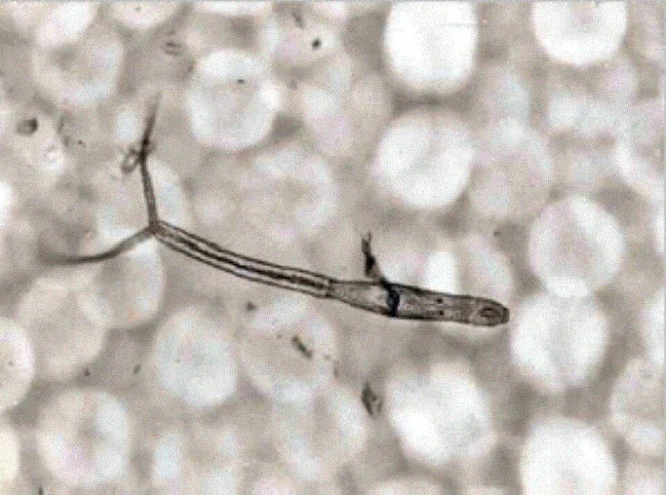 - Flere har fått huden dekket av røde prikker etter bading