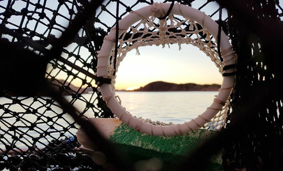 Teiner i premie: Tar du årets hummerfiskebilde?