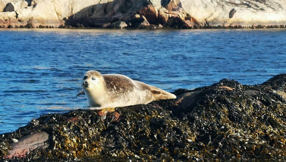 - Ikke et helt uvanlig syn