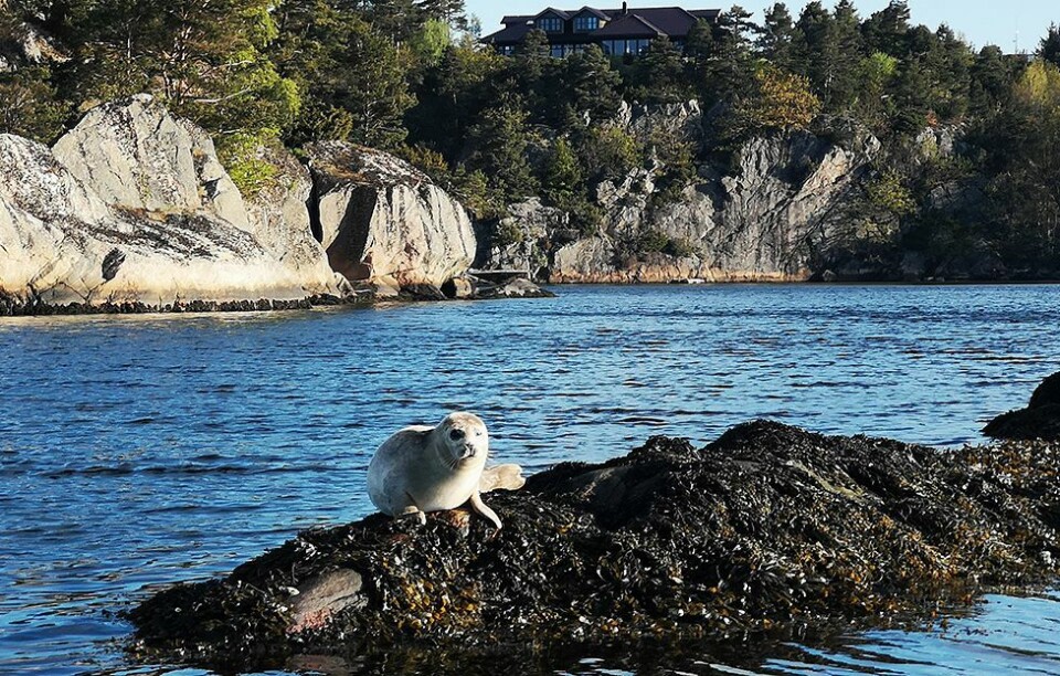 - Ikke et helt uvanlig syn