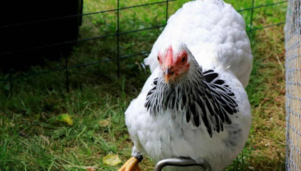 Har du høner i hagen?