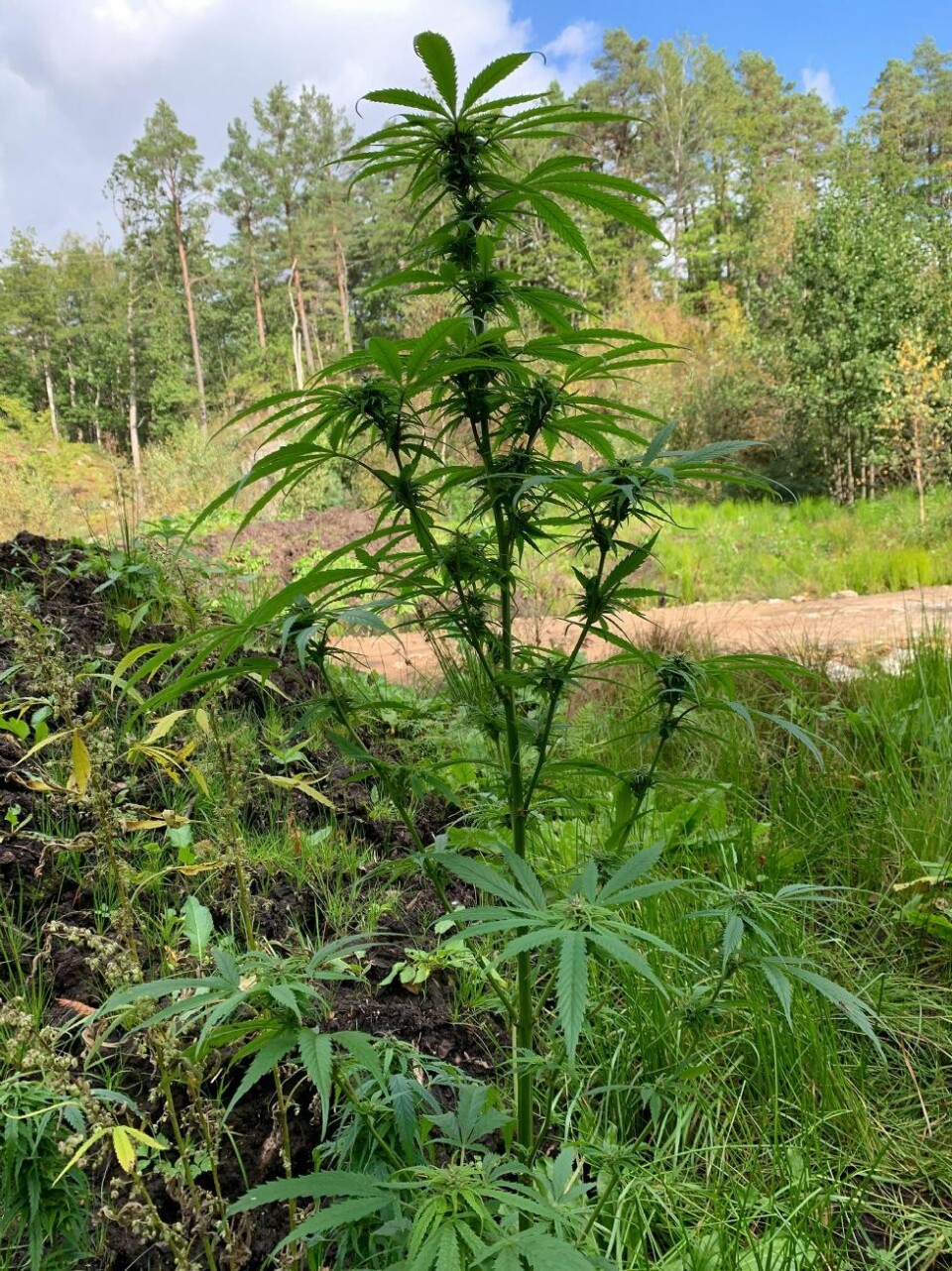 Fant hasjplanter langs skogsvei