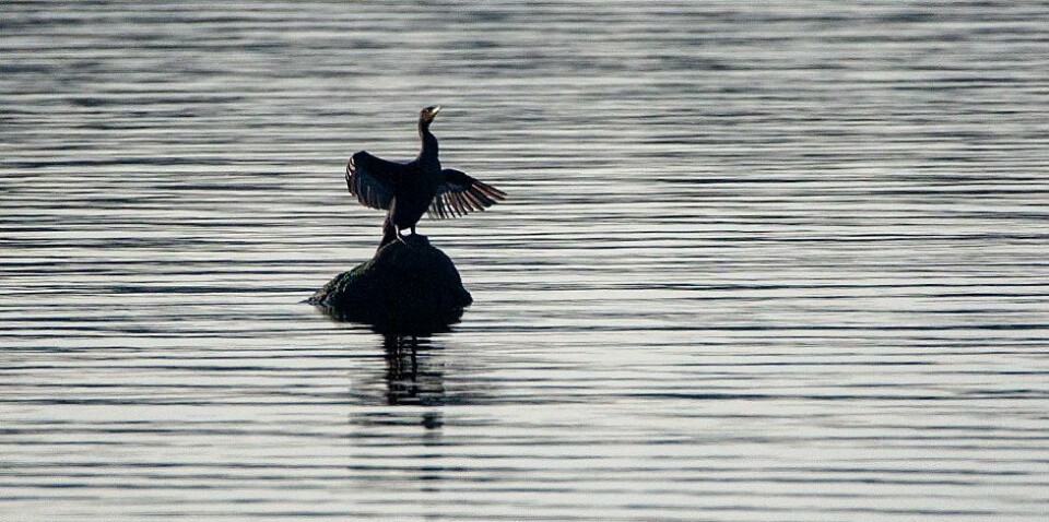 Mildværet fortsetter i hele langtidsperioden