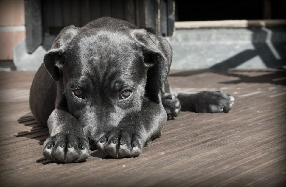 Mattilsynet: - Ingen forekomster av hundesykdommen i Vest-Agder så langt