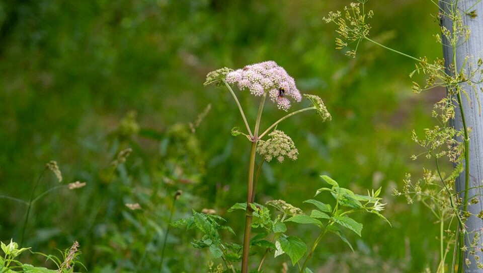 - Klipp av blomstene, bare ikke ta på plantene uten beskyttelse