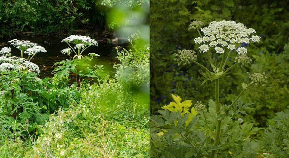 - Klipp av blomstene, bare ikke ta på plantene uten beskyttelse