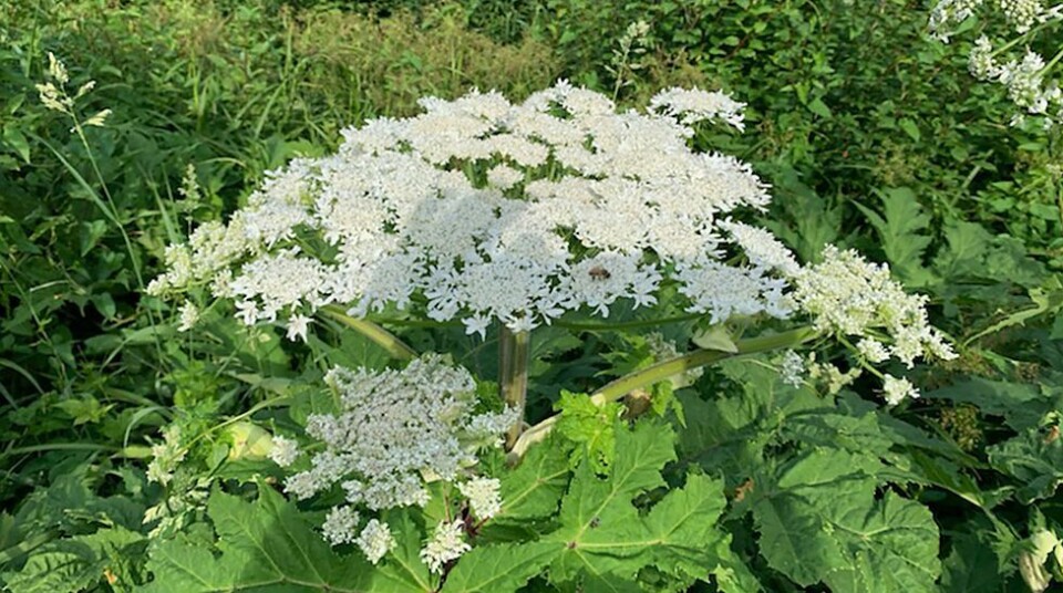 - Klipp av blomstene, bare ikke ta på plantene uten beskyttelse