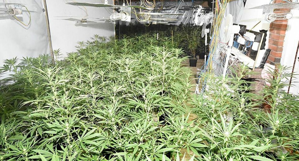 330 cannabisplanter beslaglagt i Søgne