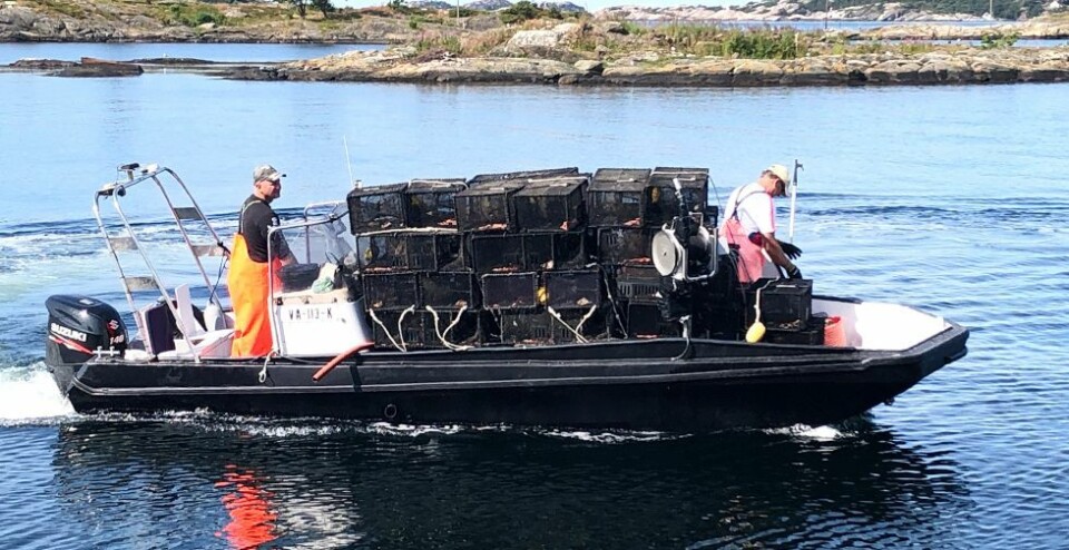 Årets leppefiske er i gang