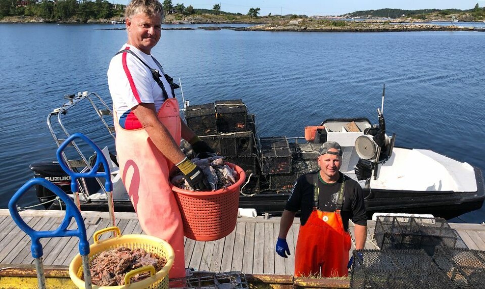 Årets leppefiske er i gang