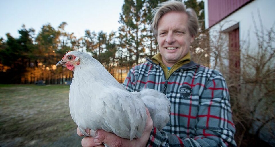 Mattilsynet: - Portforbud for høna