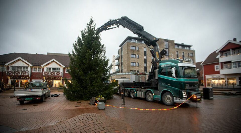 - Dette treet har hatt det godt