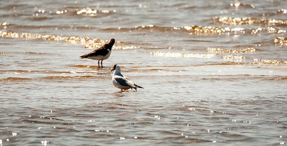 Endelig liv på fjorden, og det skal fortsette