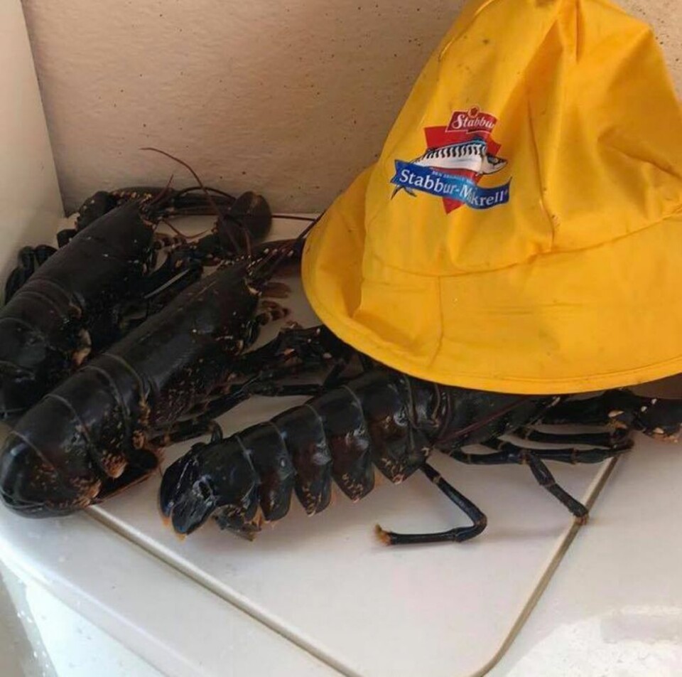 Lesernes bilder fra hummerfisket