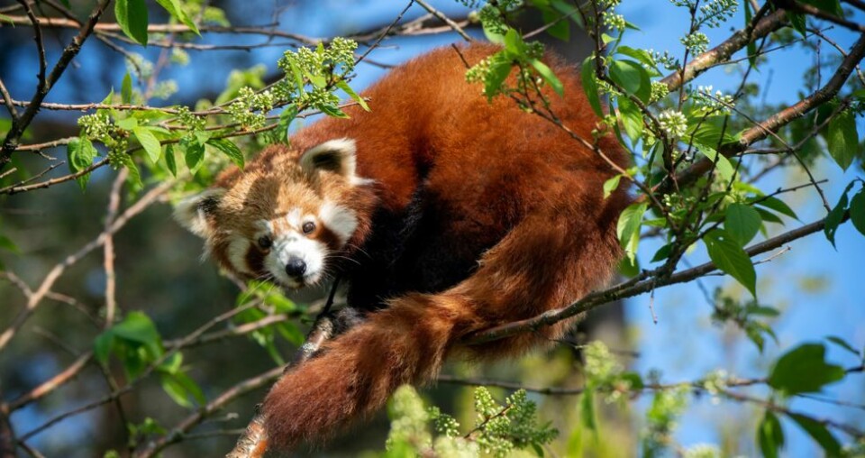Ny R dpanda Har Ankommet Dyreparken ny-r-dpanda-har-ankommet-dyreparken