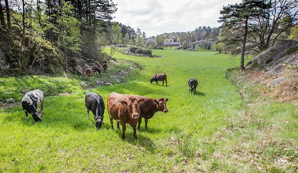 Fem melkekuer og 10 sauer - Komisk, sier storbonde