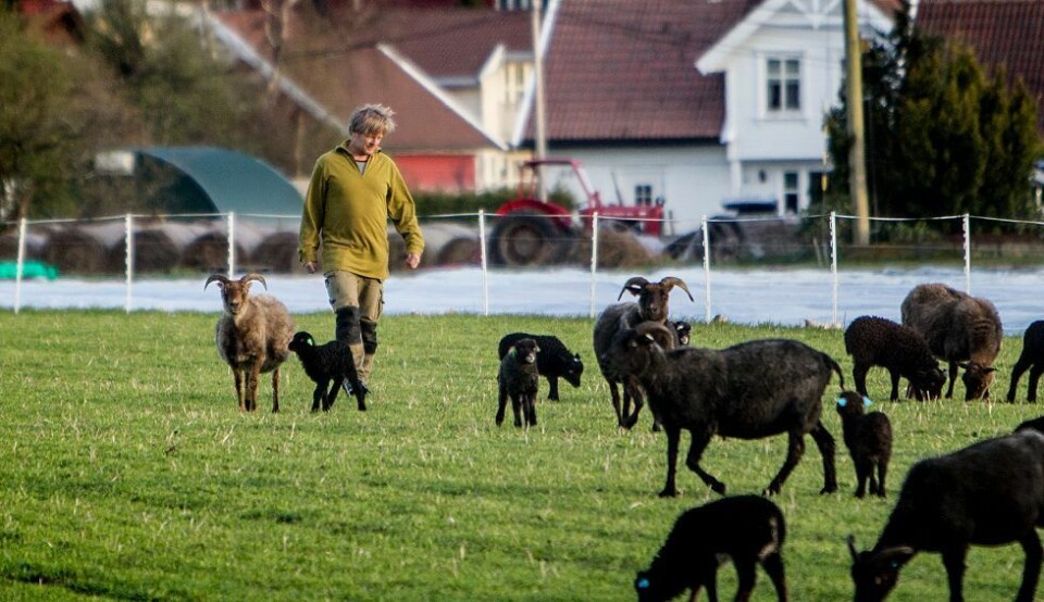 Fem melkekuer og 10 sauer - Komisk, sier storbonde