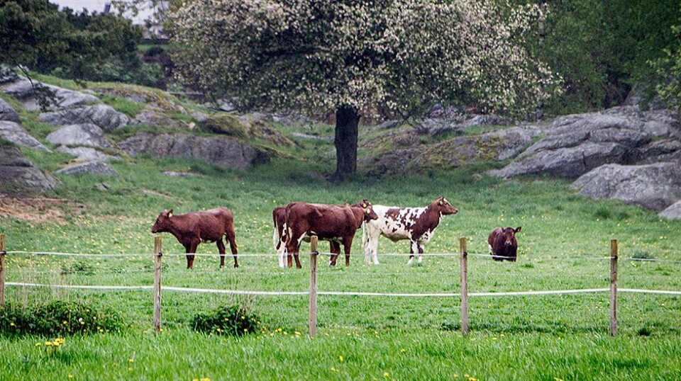 Fem melkekuer og 10 sauer - Komisk, sier storbonde