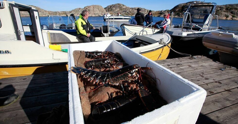 Nå kan du registrere deg til årets hummerfiske