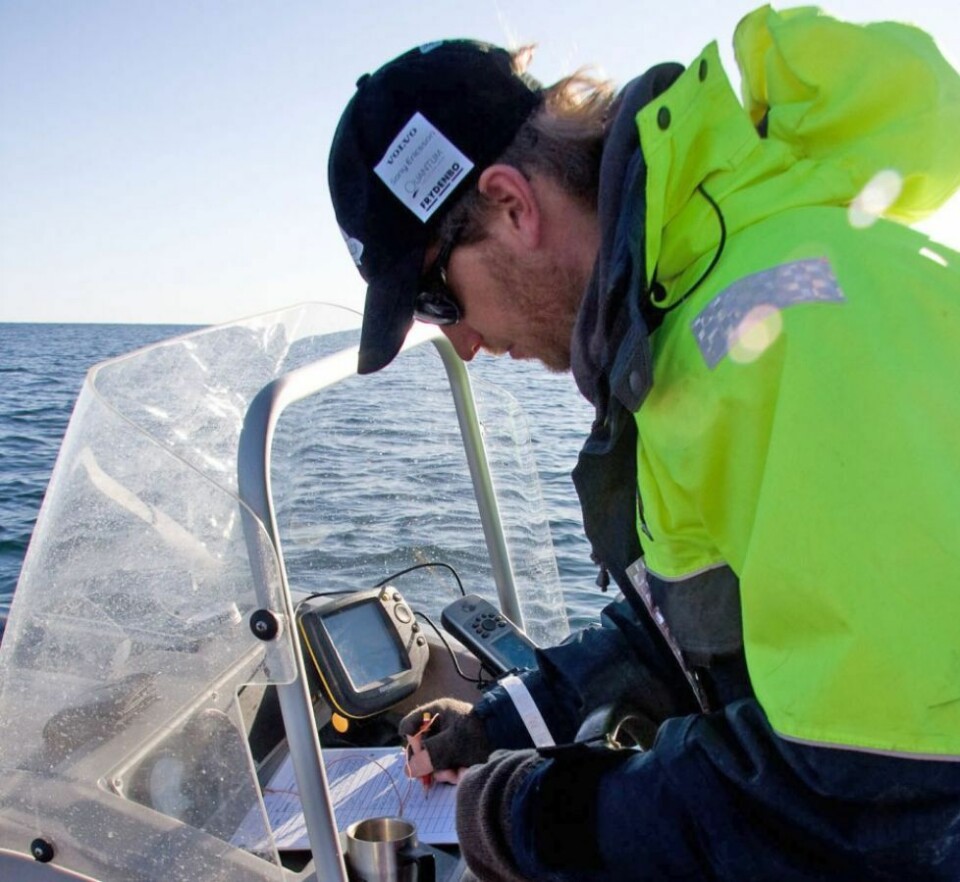 - Nesten halvparten av hummerne slippes ut igjen