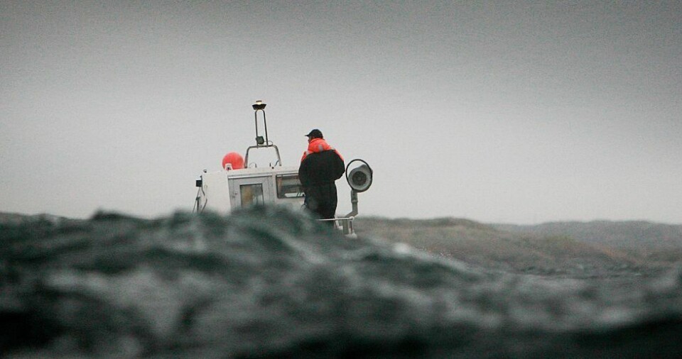 - Nesten halvparten av hummerne slippes ut igjen