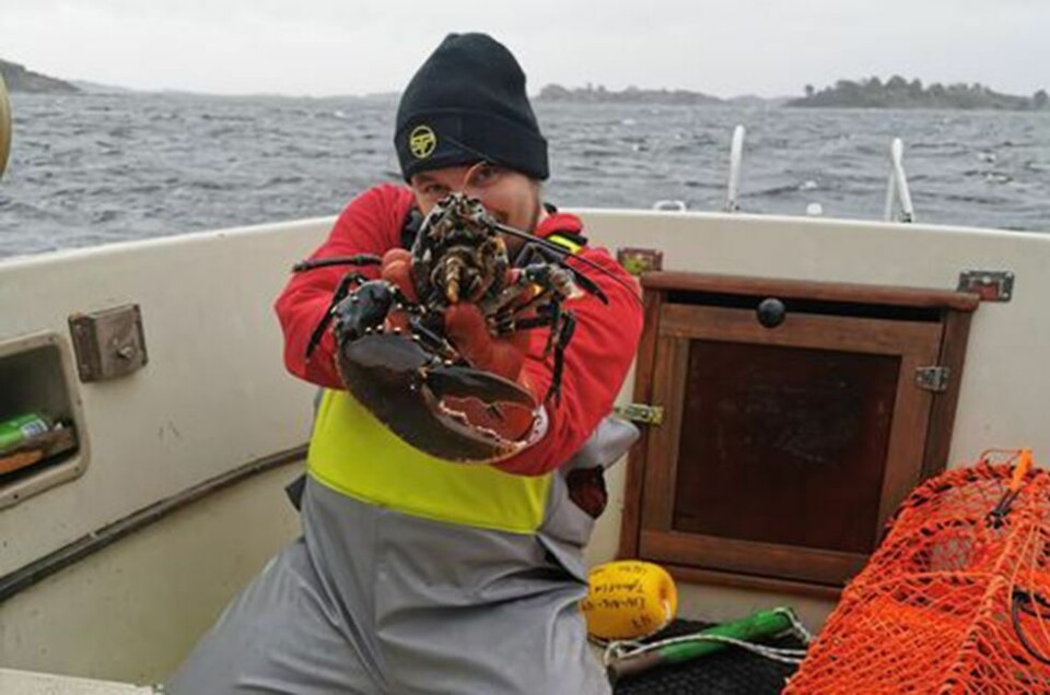 Vi har kåret vinner av hummerteine