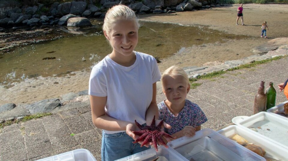 - Livet i fjæra er det mest spennende