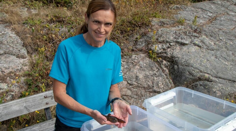 - Livet i fjæra er det mest spennende