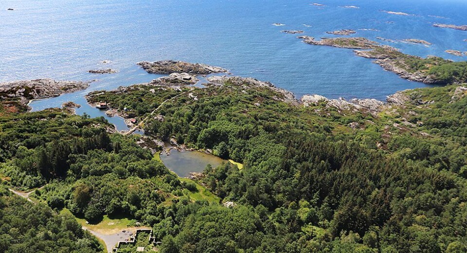 Over 1.500 trær skal fjernes på Flekkerøy