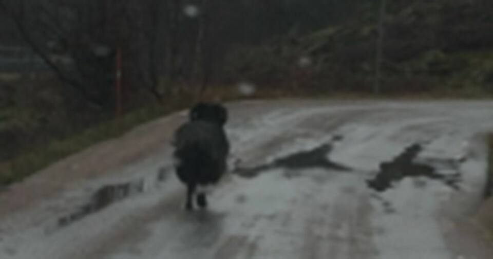 Væren er tatt vare på