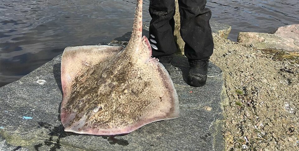 Er denne fisken vanlig?