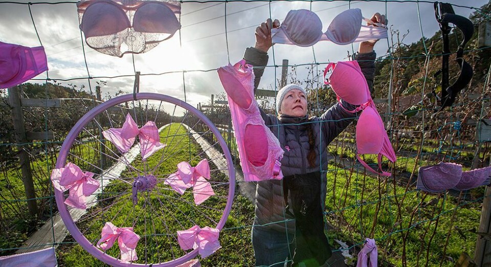 Rosa sløyfe-aksjonen ble til Rosa BH-aksjonen