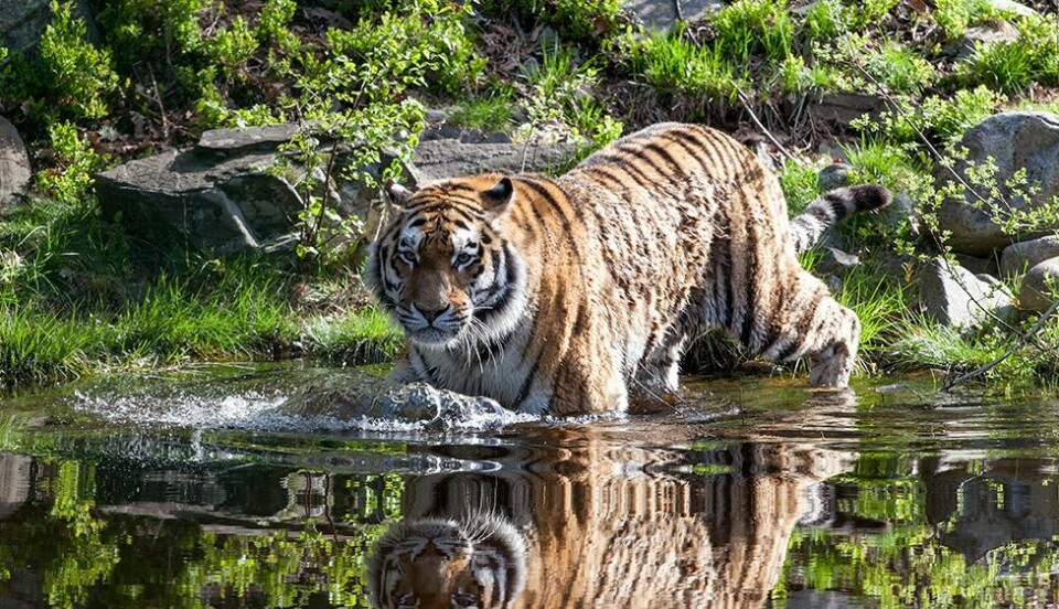 Tiger avlivet i Dyreparken