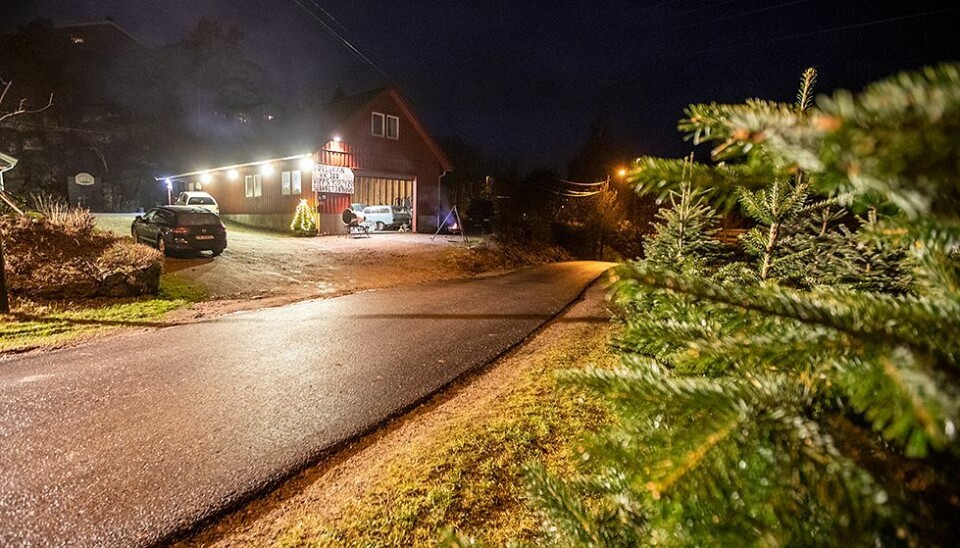- Det tar ti år fra planting til hogst