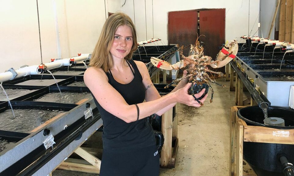 Satt ut 600 hummeryngel i havbeitet ved Oksøy fyr