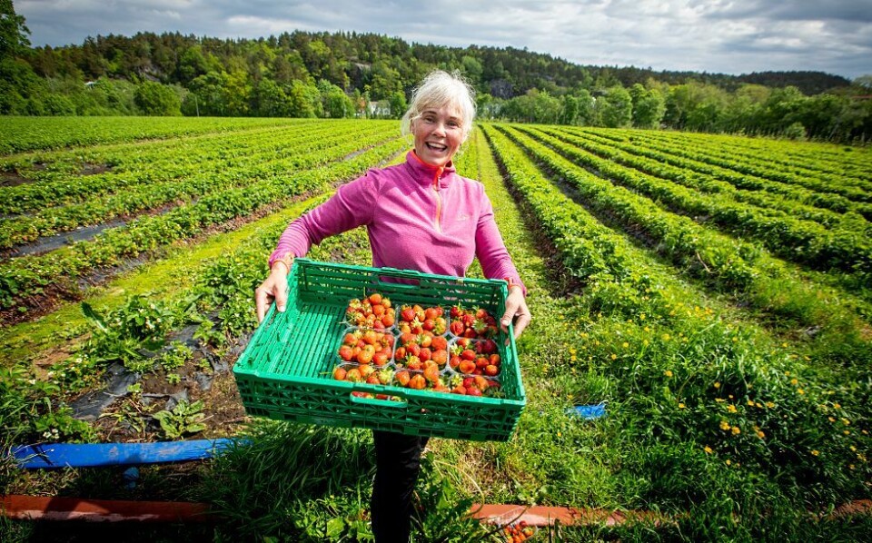 Årets første jordbær fra åkeren