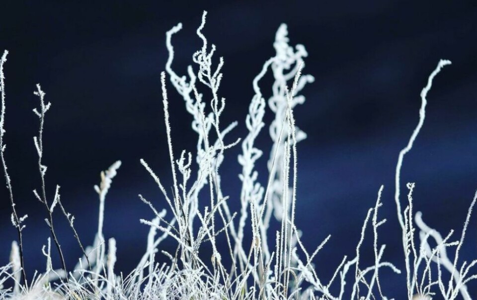 Lesernes bilder: Istid