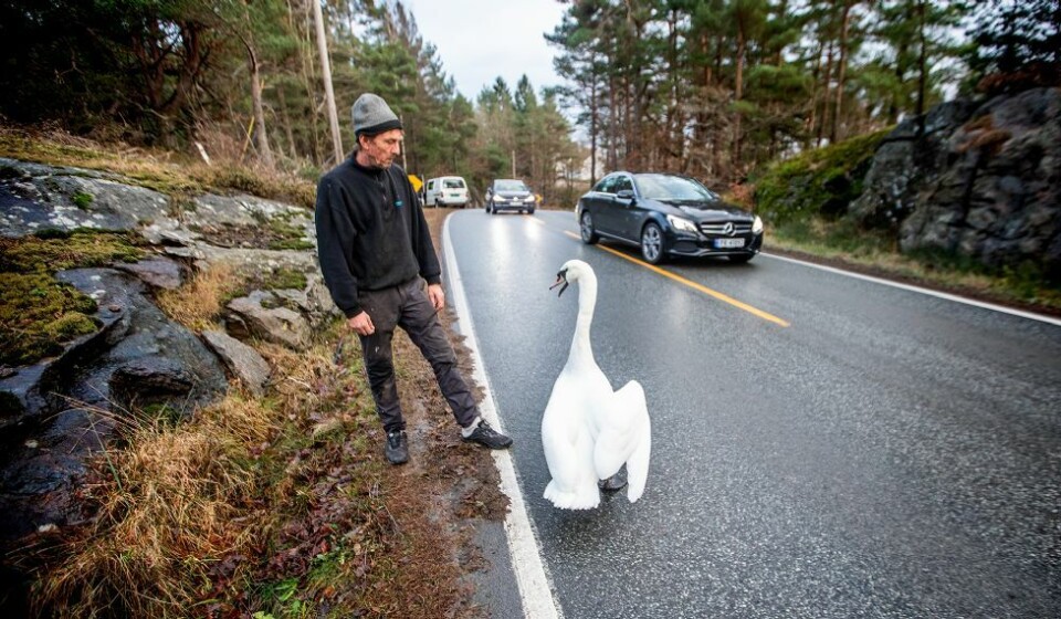 Svanedrama på Langenesveien: Så kom Willy...