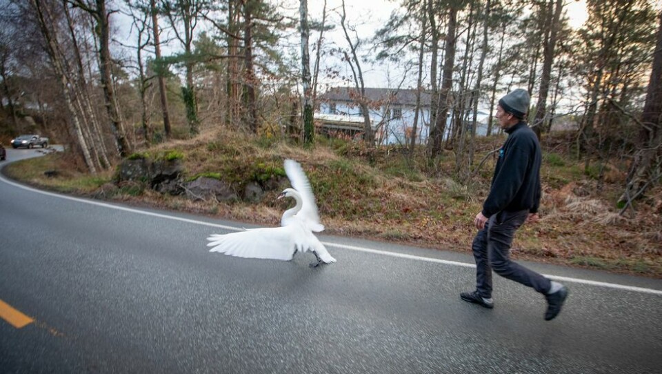Svanedrama på Langenesveien: Så kom Willy...