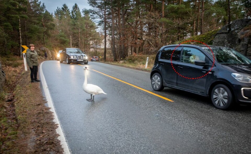 Svanedrama på Langenesveien: Så kom Willy...