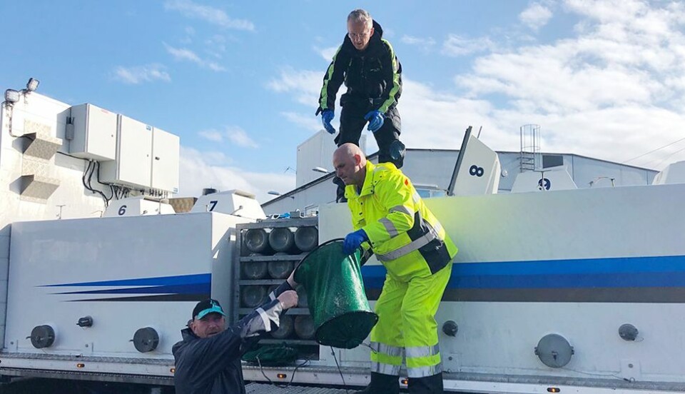 Trond står her ved siden av Arild Staurset som er medeier i Malo Transport fra Kristiansund, som kjøper leppefisken av fiskerne, for så å selge den videre til selskaper som sliter med lakselus. (Foto: Arild Hansen).