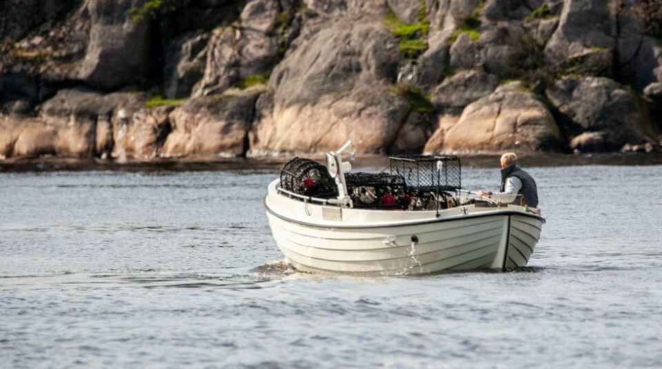 Færre påmeldt til årets hummerfiske