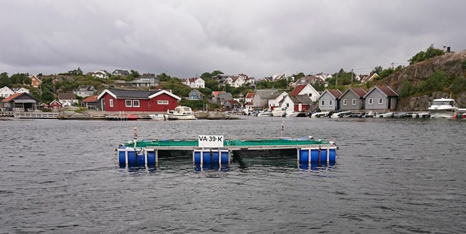 Flekkerøy-fisker: Leppefiskere får skylda for «nesten alt»