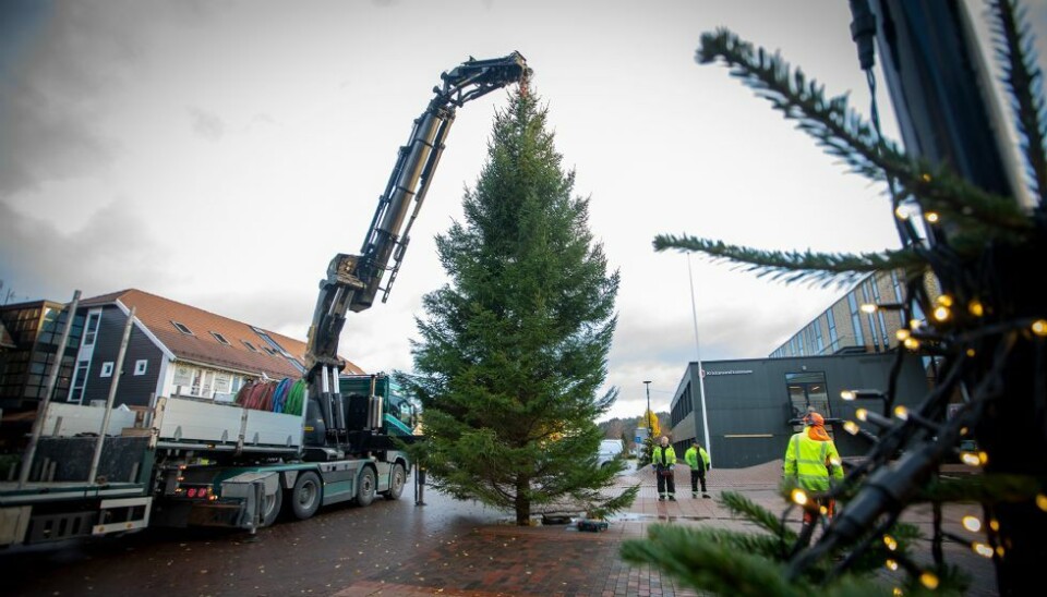 Lørdag tennes julegrana på Tangvall