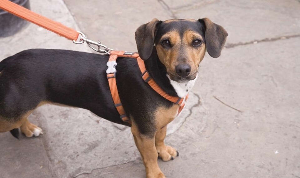 Høring: Ny forskrift om båndtvang for hund