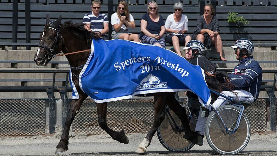 - En sinnssyk hest!