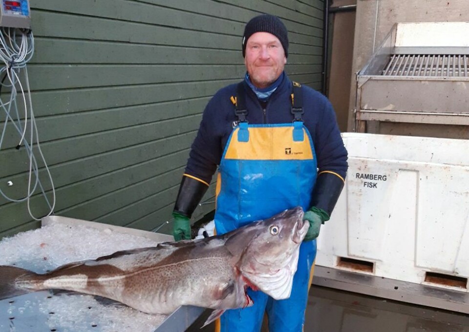Flekkerøy-fisker fikk kaffetorsk på 33 kilo
