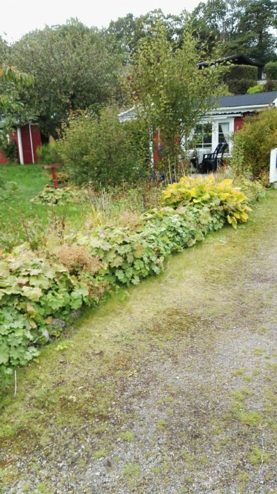 Flekkerøy-jente med ei «tørrlagt sjibbu» på Lund-sida