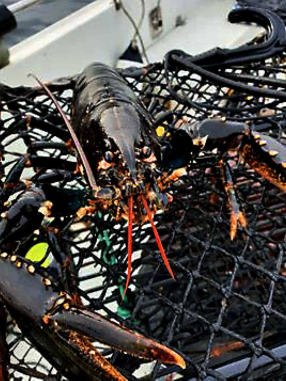 Gavekort for beste hummerbilde