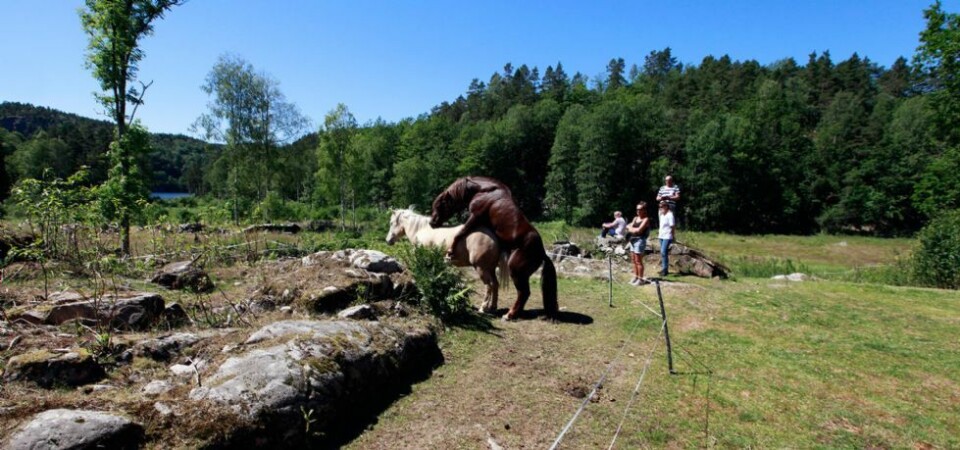 Godt gammeldags slipp